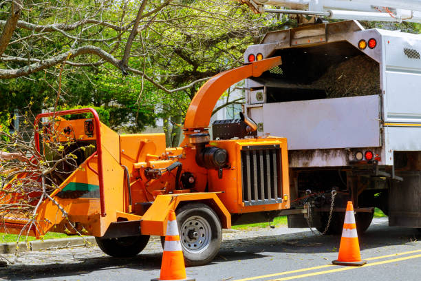 How Our Tree Care Process Works  in Taylor, AZ